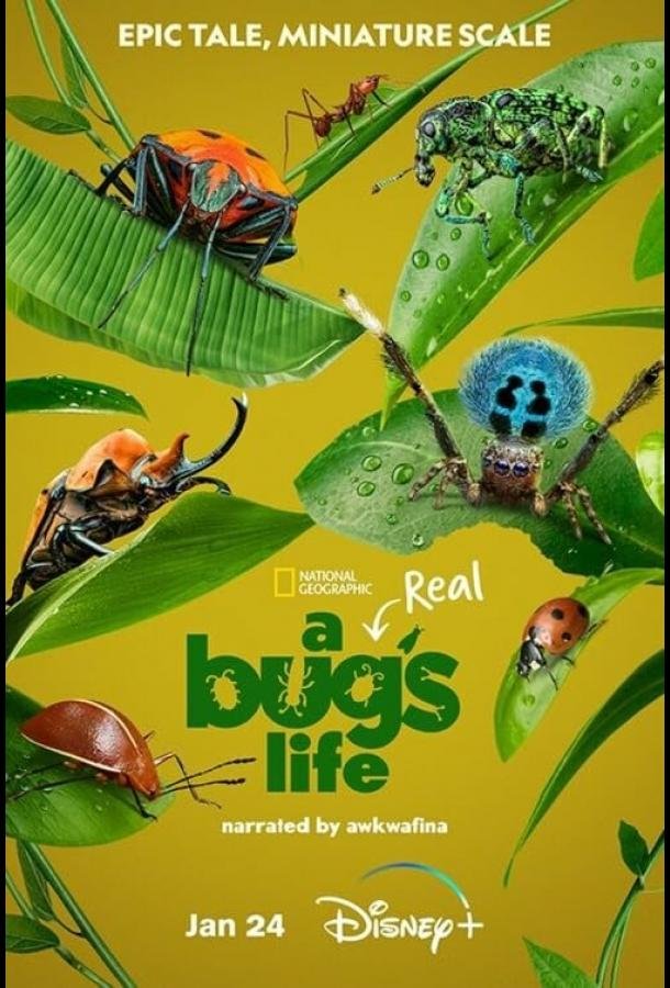 Постер к материалу Настоящая жизнь жука